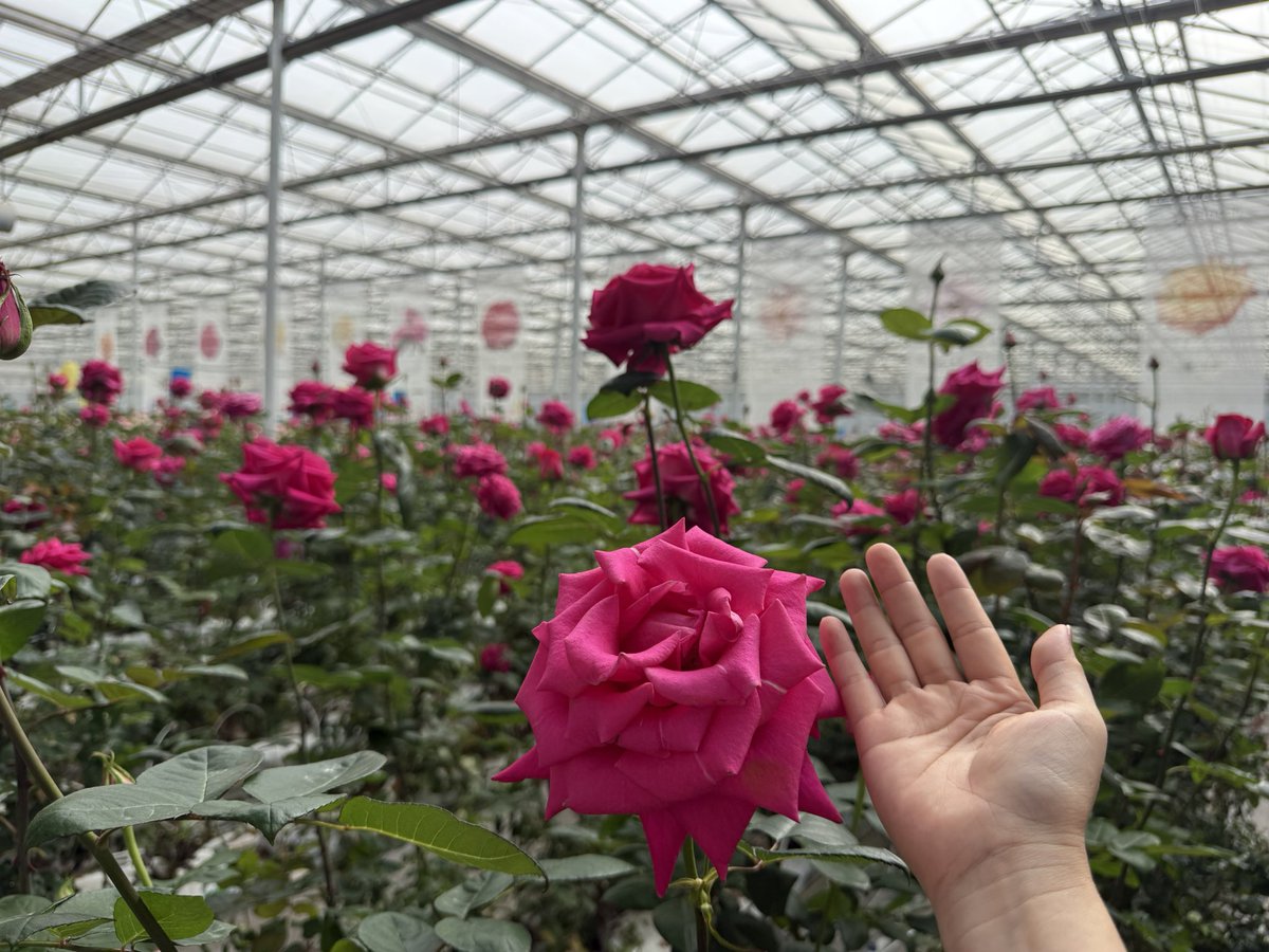 Thảo Dược | Maya tweet media