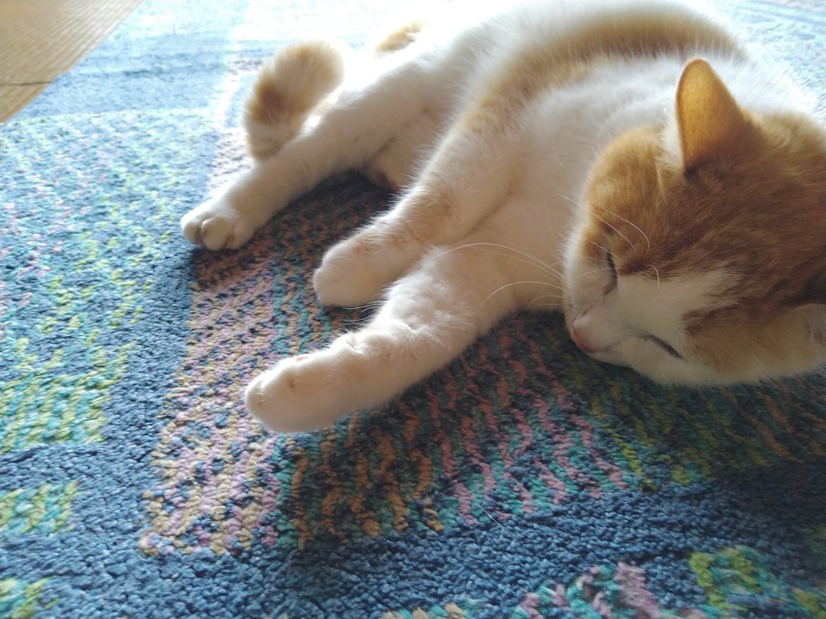 カナエ👻 tweet media