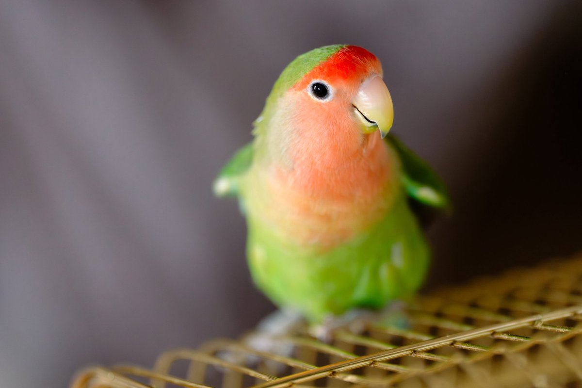 なんか可愛いピーちゃん
#今日のピーちゃん
#コザクラインコ