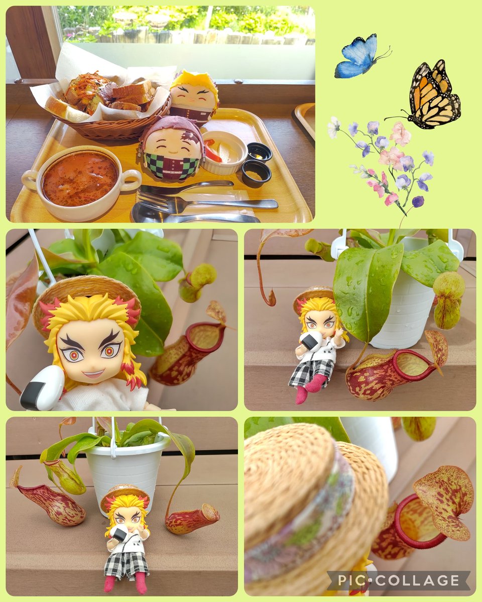 パン屋さんでモーニング🥖✨
そしてホームセンターで久し振りにウツボカズラを買いました🍀
いつも冬越しできず枯らしてしまうので、次こそは…！😂