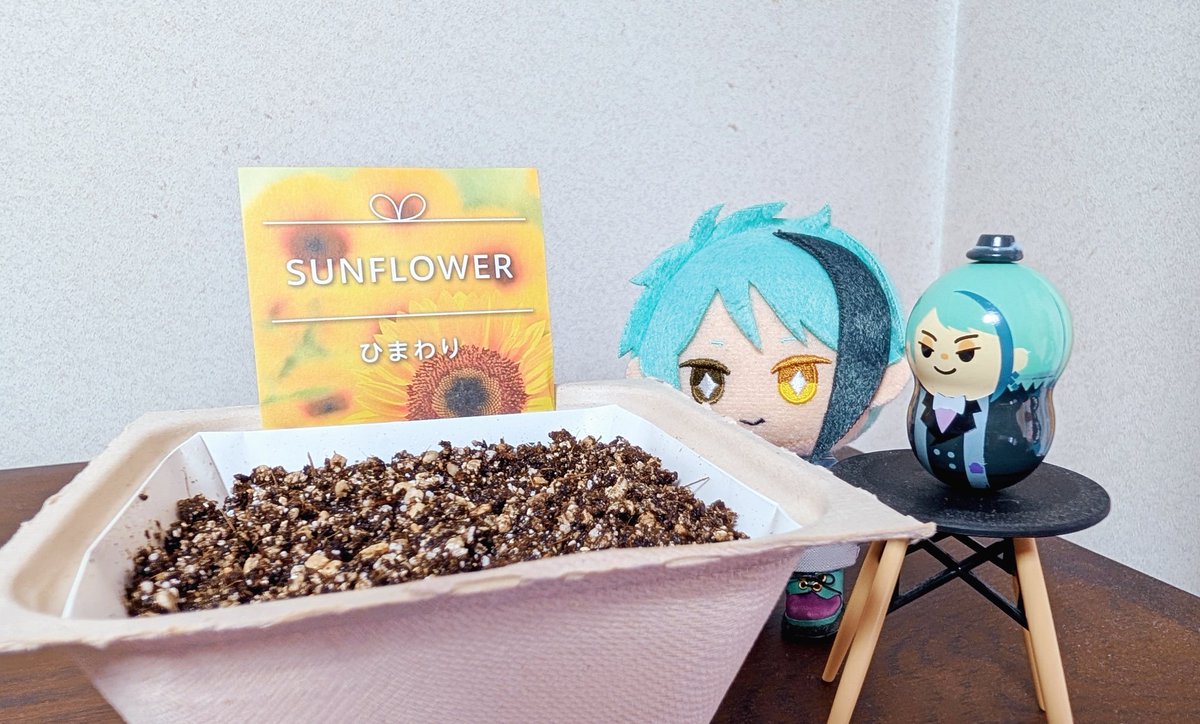 ひまわり ヒマワリの種【サンセットリッチ】〔F1〕 - 種の専門店 松尾農園