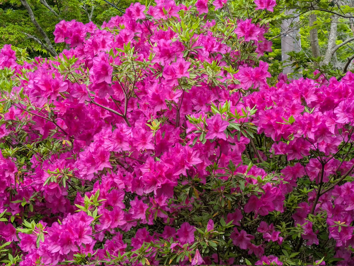 ベルデ＠アウトドアな旅行会社 tweet media