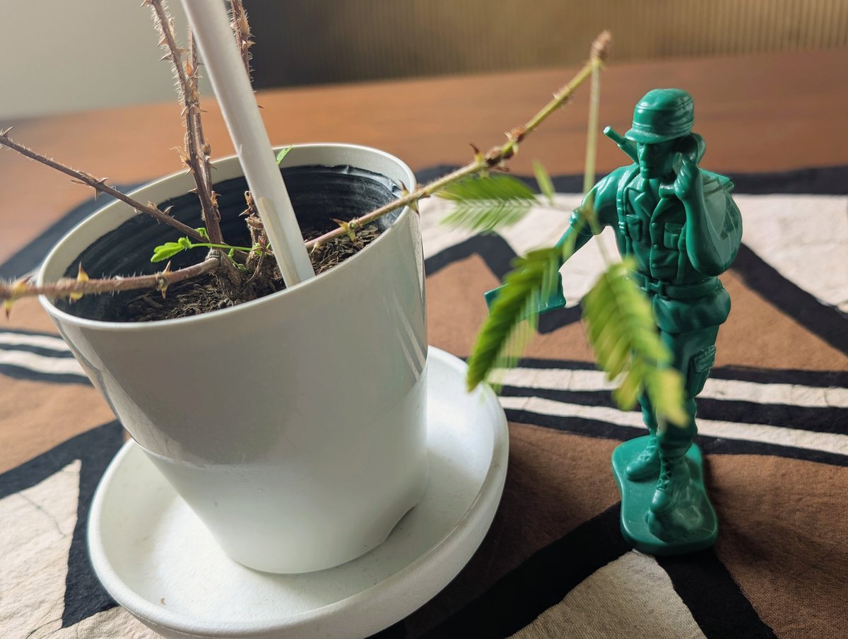 鳥の爪団 総統🦉サブチャンも見てね！ tweet media