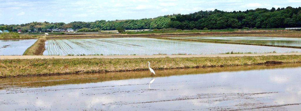 うらえりー tweet media