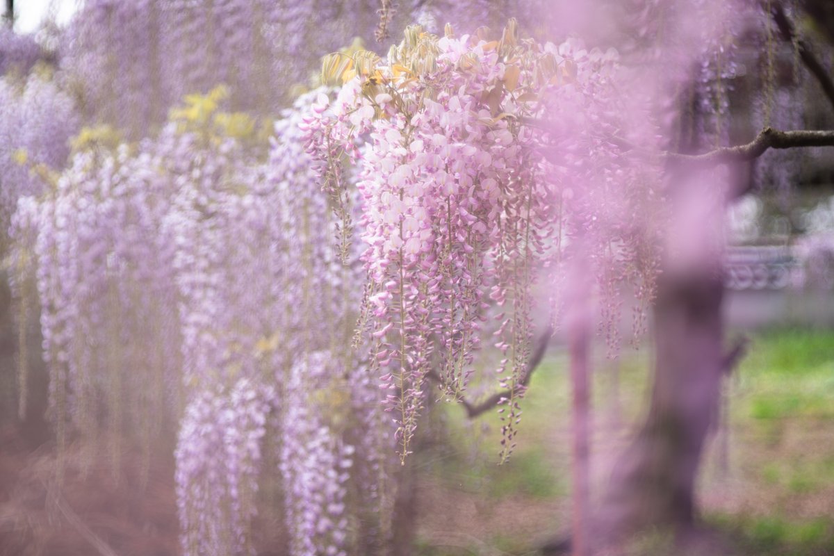 ecr33_cn's tweet photo. 開善寺の藤を見に行って来た
まだ4分咲きくらいかなぁ

#開善寺 https://t.co/2PR3VWN1iR