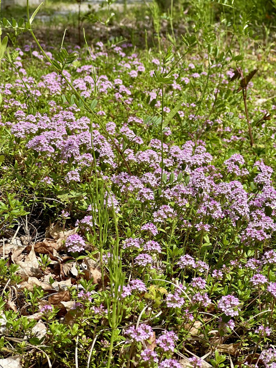 ソロキャンプ ピエニクッピ 1日1組限定完全貸切プライベートキャンプ場 埼玉 tweet media