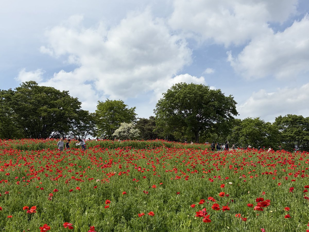 pamil3's tweet photo. 久しぶりに昭和記念公園に来てます！ https://t.co/QEKR8aBKJF