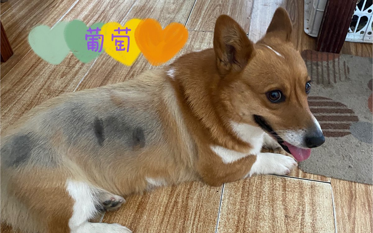 whatiBoughtNow's tweet image. "When the day feels heavy, your fur baby’s snuggle is the lightest hug.  #PetLove #PawHugs"