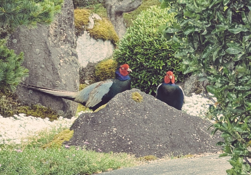 Emo-RAMUNE / えもらむね tweet media