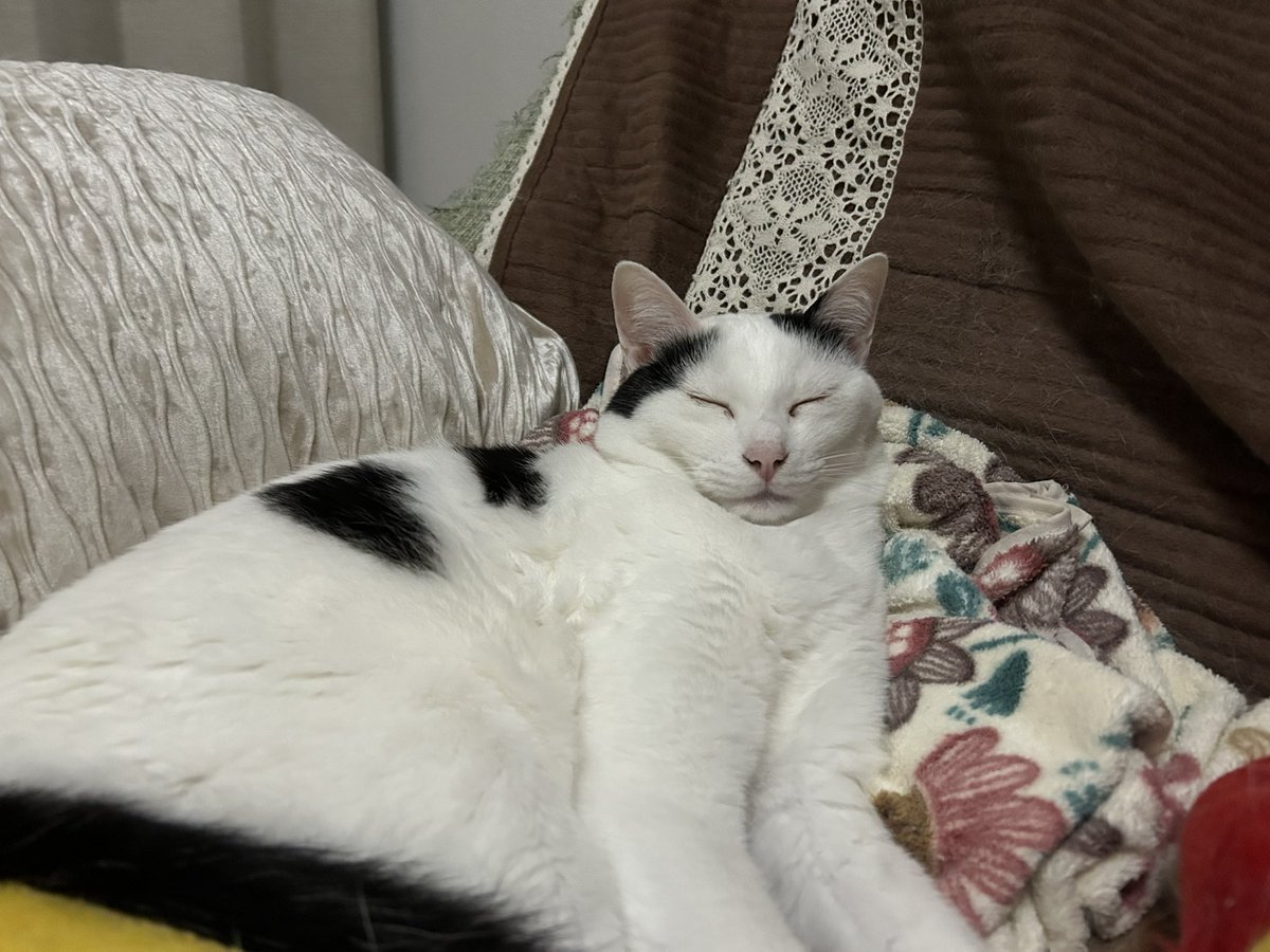 ウルちゃんの飼い主🐱 tweet media