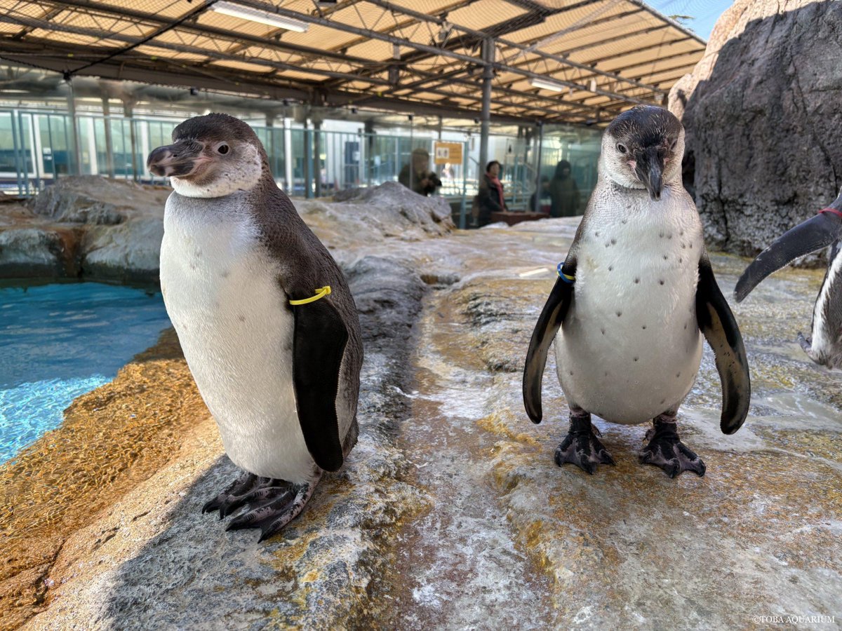 鳥羽水族館（TOBA AQUARIUM） tweet media