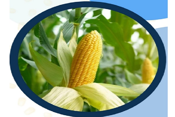InvGurInd's tweet image. Maize Report on 20th Apr 2026 by Amit Gupta, @kediaadvisory  

investmentguruindia.com/newsdetail/mai…

#CommodityTips #KediaAdvisory #Investmentguruindia