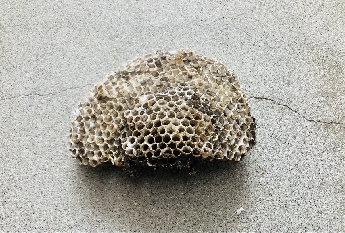 はっちのっすでっかい！蜂の巣でっかい！🐝