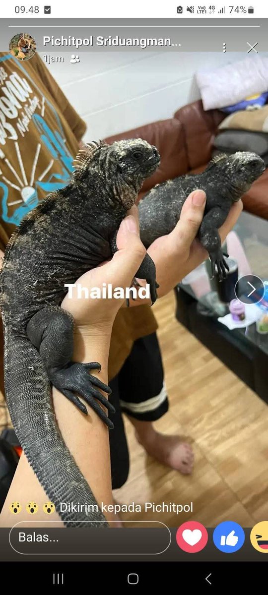 TroodonVet (Comms open on VGen) tweet media