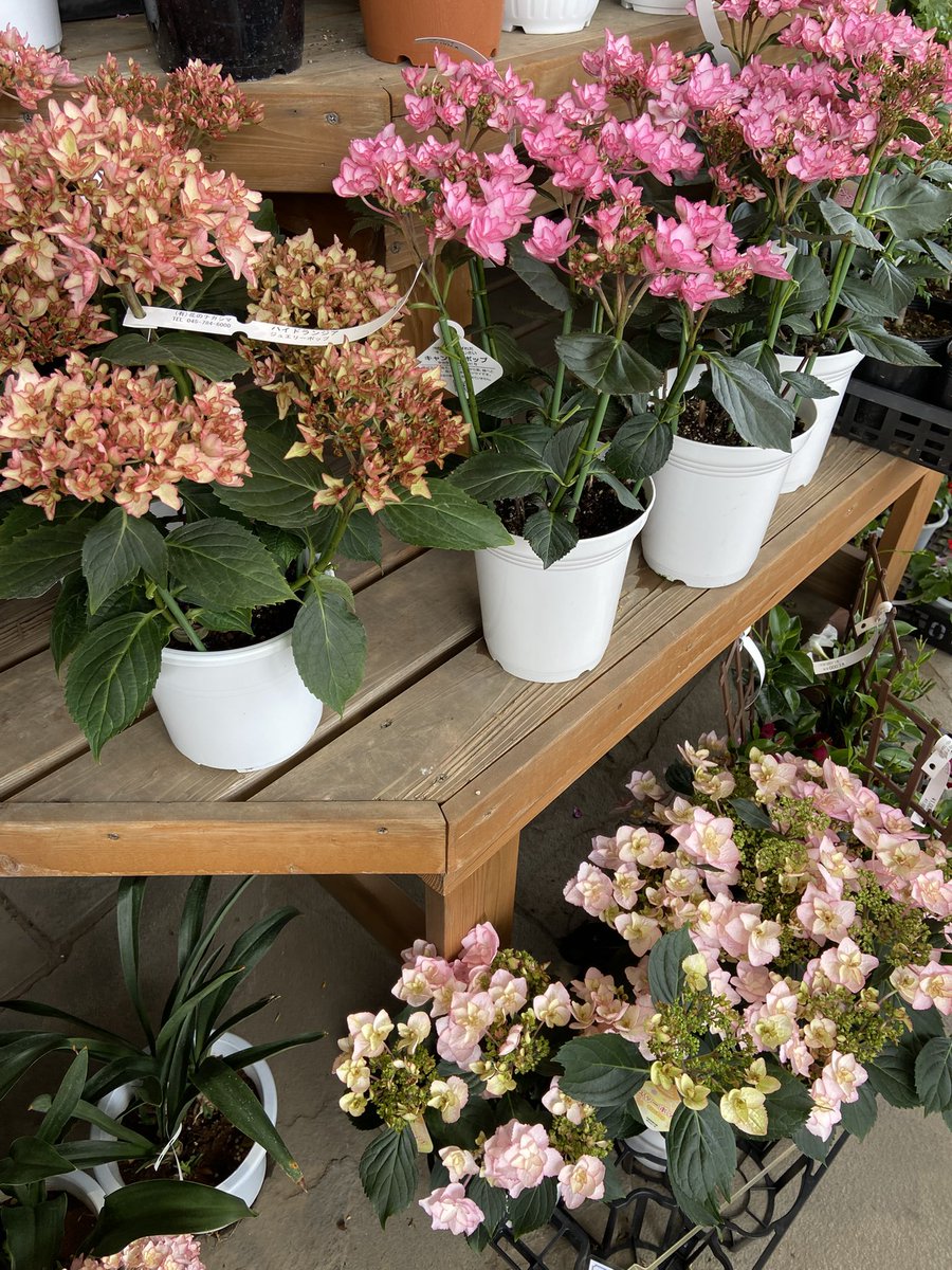 ＊misa＊ tweet media