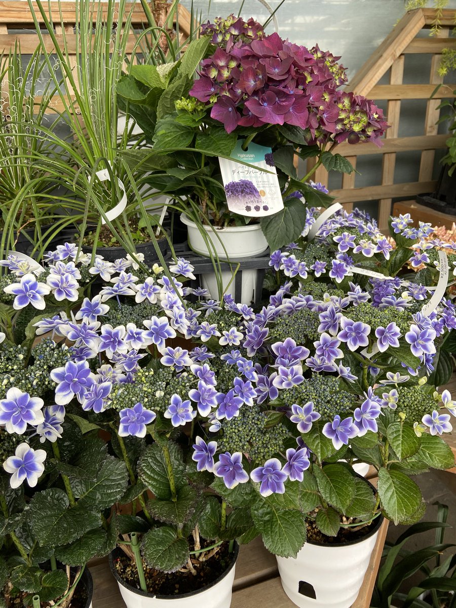 ＊misa＊ tweet media