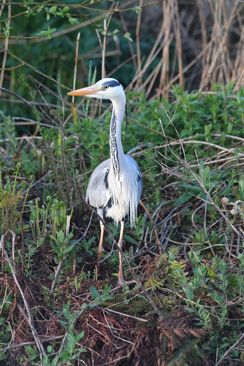 nealesmithworld's tweet image. Grey Heron 
Bude Cornwall 〓〓
#Bude #Cornwall 
#GreyHeron