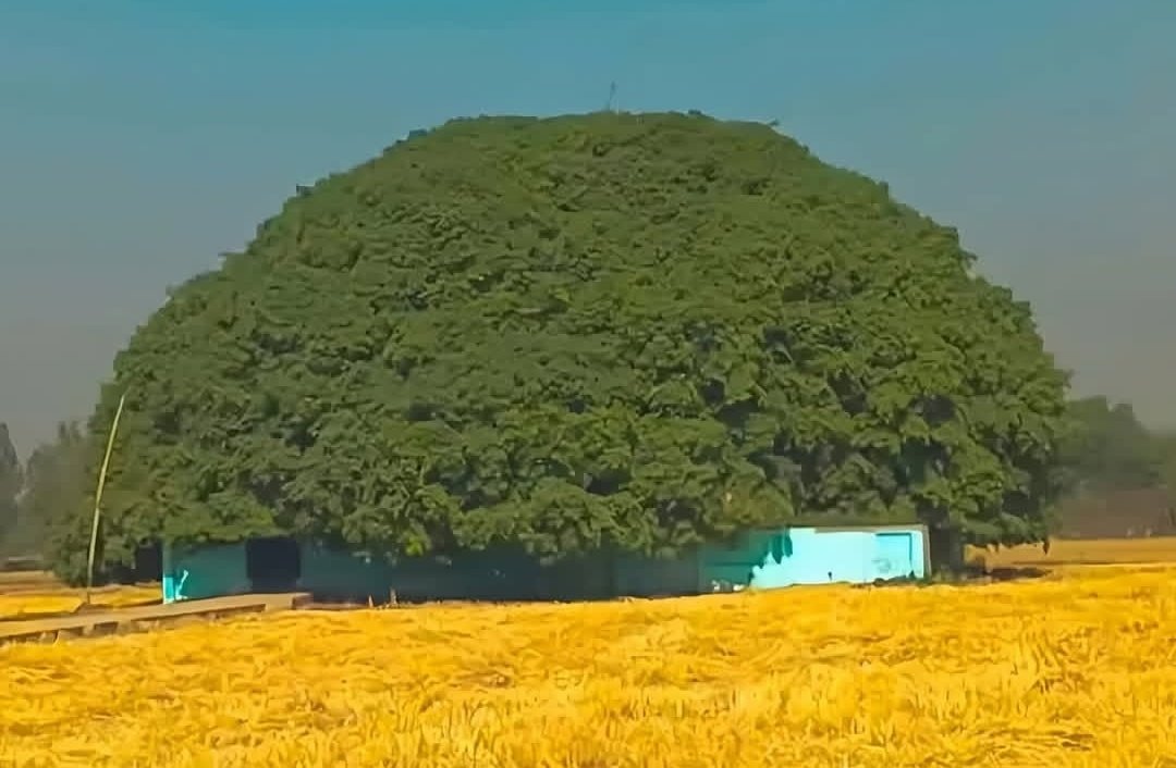 This AC runs without electricity and provides cooling equivalent to 5 ACs.....👇