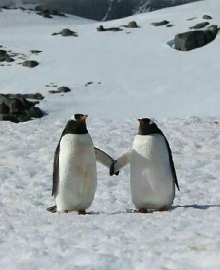 Out of Context Birds tweet media