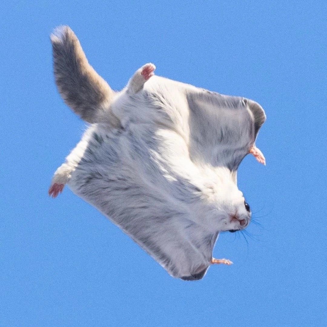 𝗔𝗺𝗼𝗿𝗲 .☘︎ ݁˖ tweet media