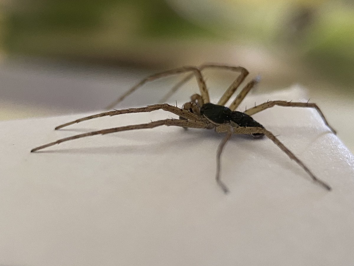 StevePa46290725's tweet image. Running crab spider (Philodromus dispar) protecting my post ! #spider