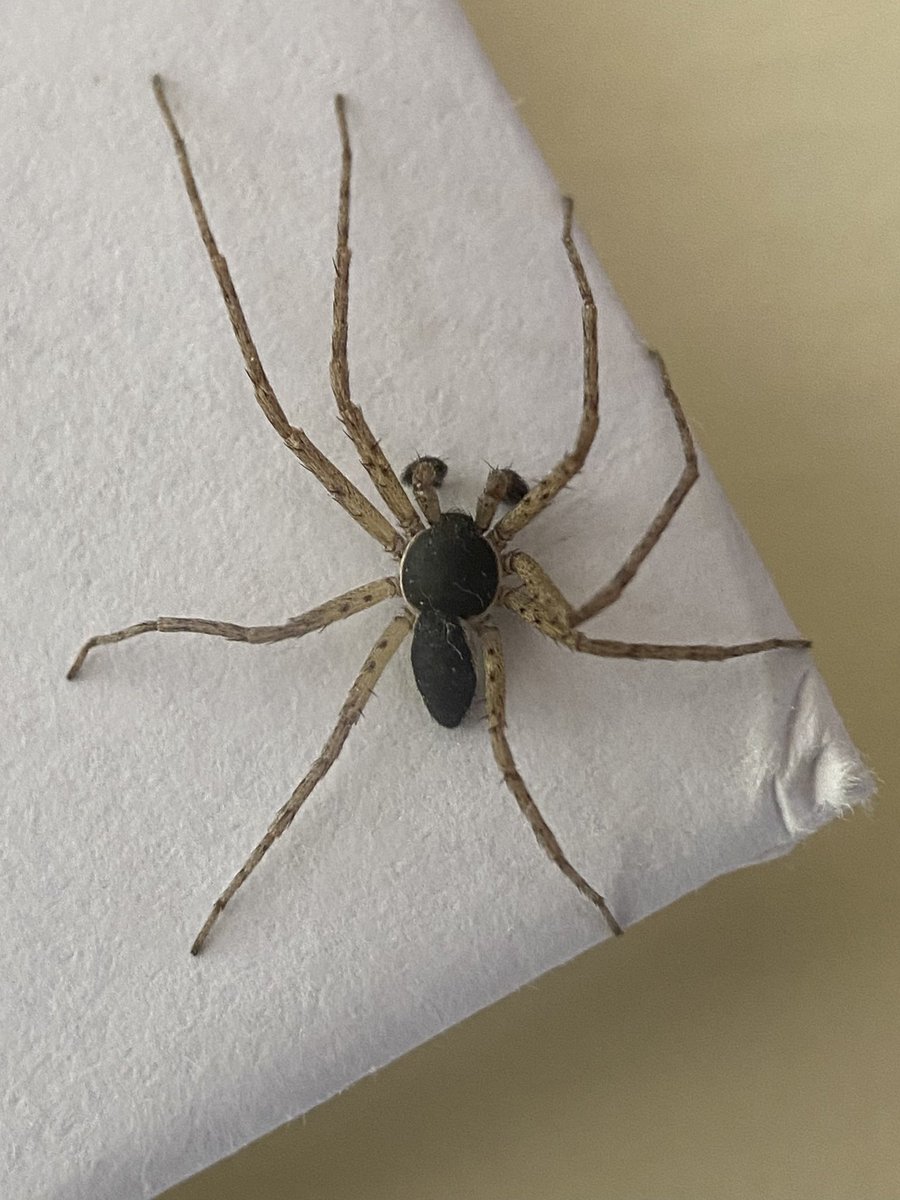 StevePa46290725's tweet image. Running crab spider (Philodromus dispar) protecting my post ! #spider