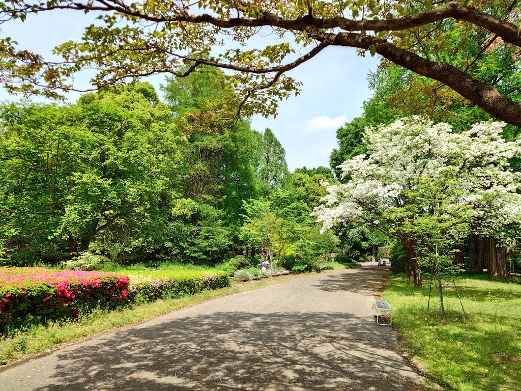 garden5551's tweet photo. 今日、明日は深谷城址公園で「ふかや花フェスタ」が開催中ですが、ふかや緑の王国も通常通り開園しています！
​実は王国もオープンガーデンのお庭のひとつ。
お祭りの賑わいから少し離れて、のんびりお花を楽しみませんか？ぜひお越しください。
​#ふかや花フェスタ #ふかや緑の王国 #オープンガーデン https://t.co/7Xl5jZlWjf
