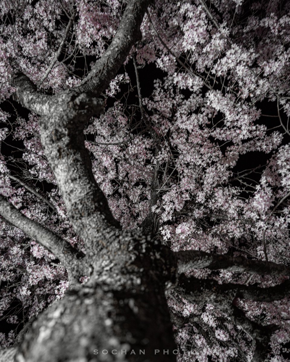 x_sochan's tweet image. 草岡神社の枝垂れ桜②

ᴅᴀᴛᴇ : 2026.4.8
ʟᴏᴄᴀᴛɪᴏɴ : 富山県射水市
sᴘᴏᴛ : 草岡神社

ᴄᴀᴍᴇʀᴀ : SONY α7IV
ʟᴇɴs : FE 24-70mm F2.8 GM II

#SonyAlpha 
#これソニーで撮りました