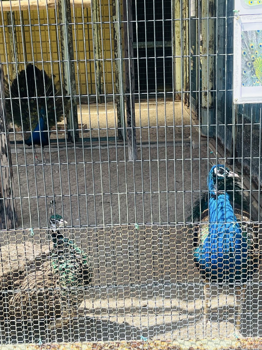 みるく tweet media