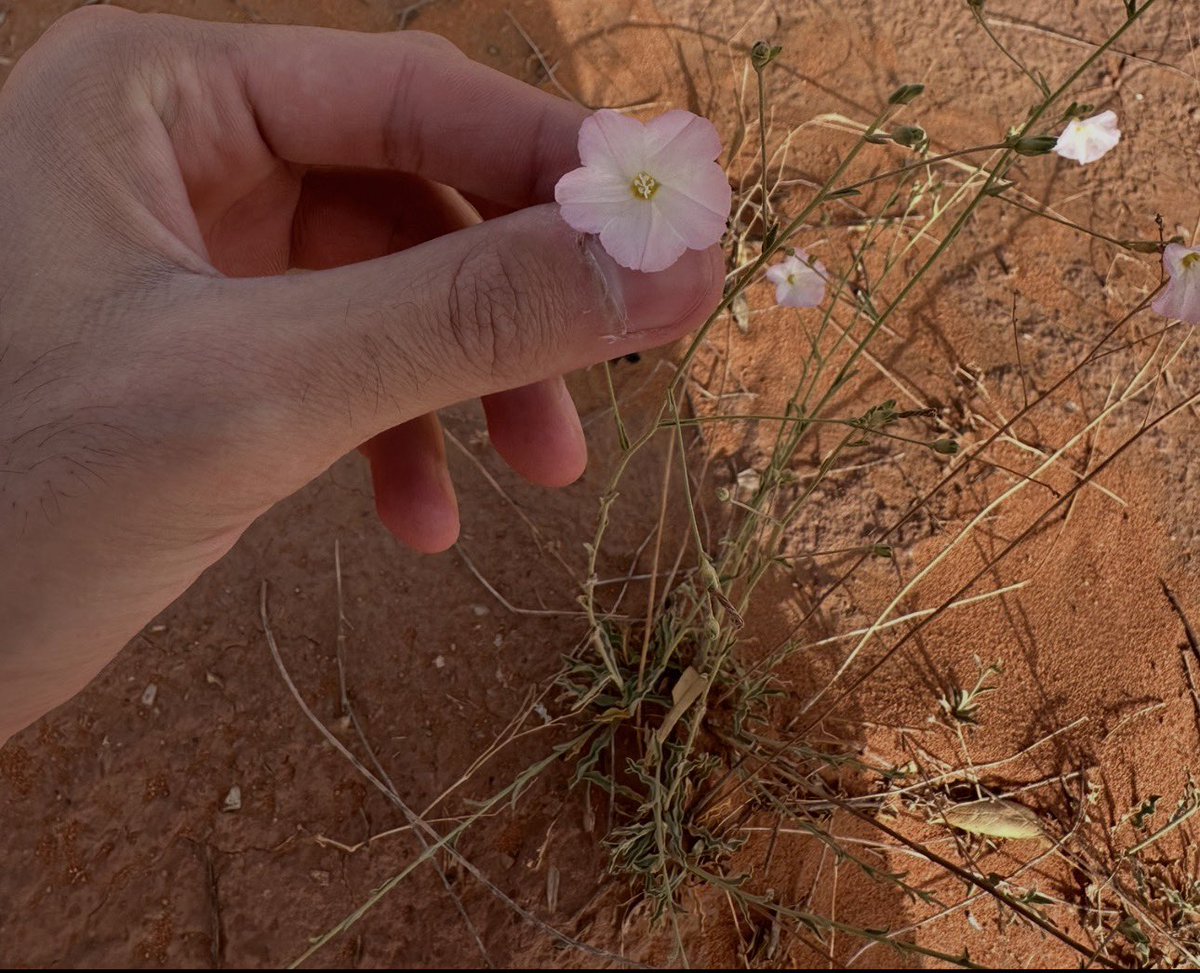 ليت اسمي فهد tweet media