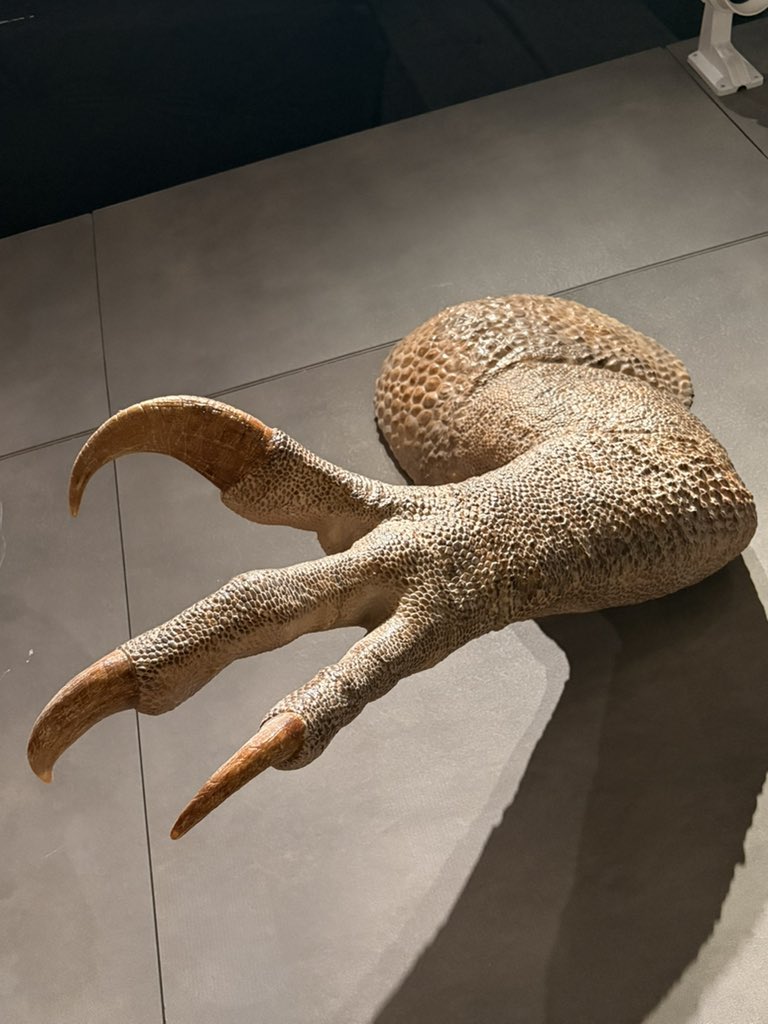 デイノケイルス
テリジノサウルス
バリオニクス
お手