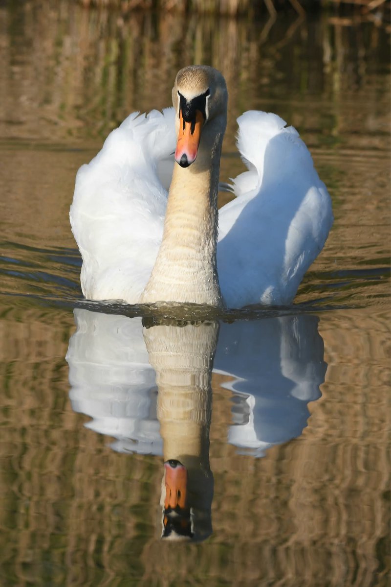 nealesmithworld's tweet image. Mute Swan 
Bude Cornwall 〓〓
#Bude #Cornwall 
#MuteSwan #Swan