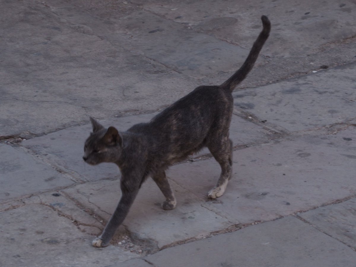 ช่วงสงกรานต์ไปอียิปต์มาค่ะ เป็นประเทศ bucket list ก่อนตาย ดีใจมากที่ได้มา 😭 คุ้มทุกบาททุกสตางค์ อลังการทุกที่ เดินไปอึ้งไป