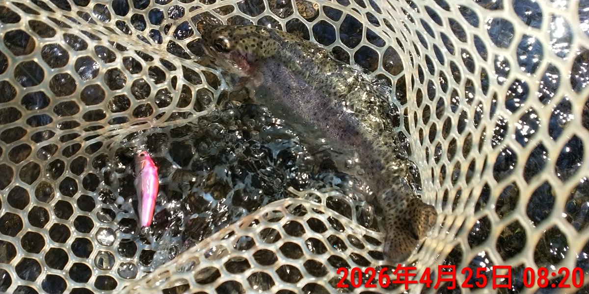 angler_f's tweet photo. 今日も風が強かった。
朝は霜が降りていた。
素手では手が冷たく辛らかった。
でも渓流魚は元気だった。

#Bassday
#バスデイ
#SUGARDEEP50F
#SUGAR2/3DEEPSG52F https://t.co/JerSruFrUv