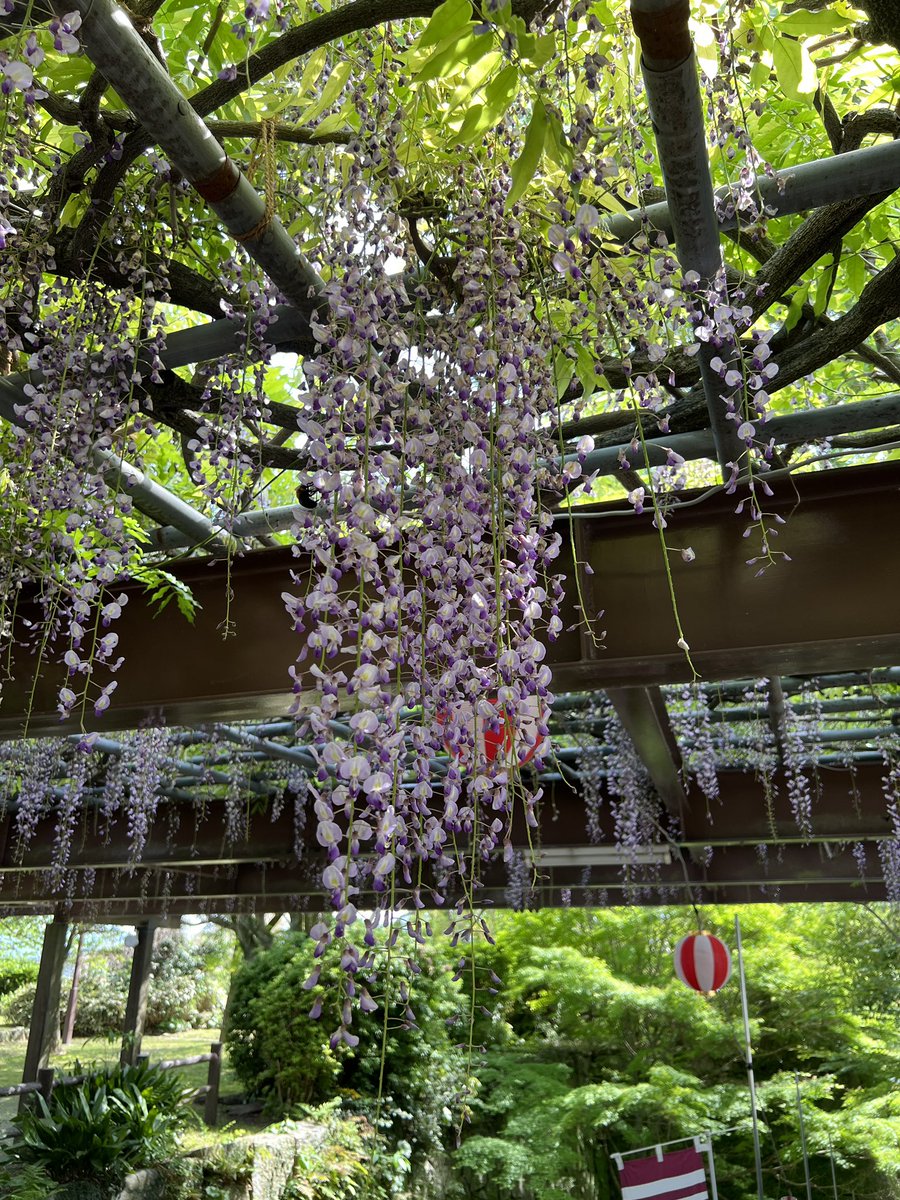 よろよろみまなん tweet media