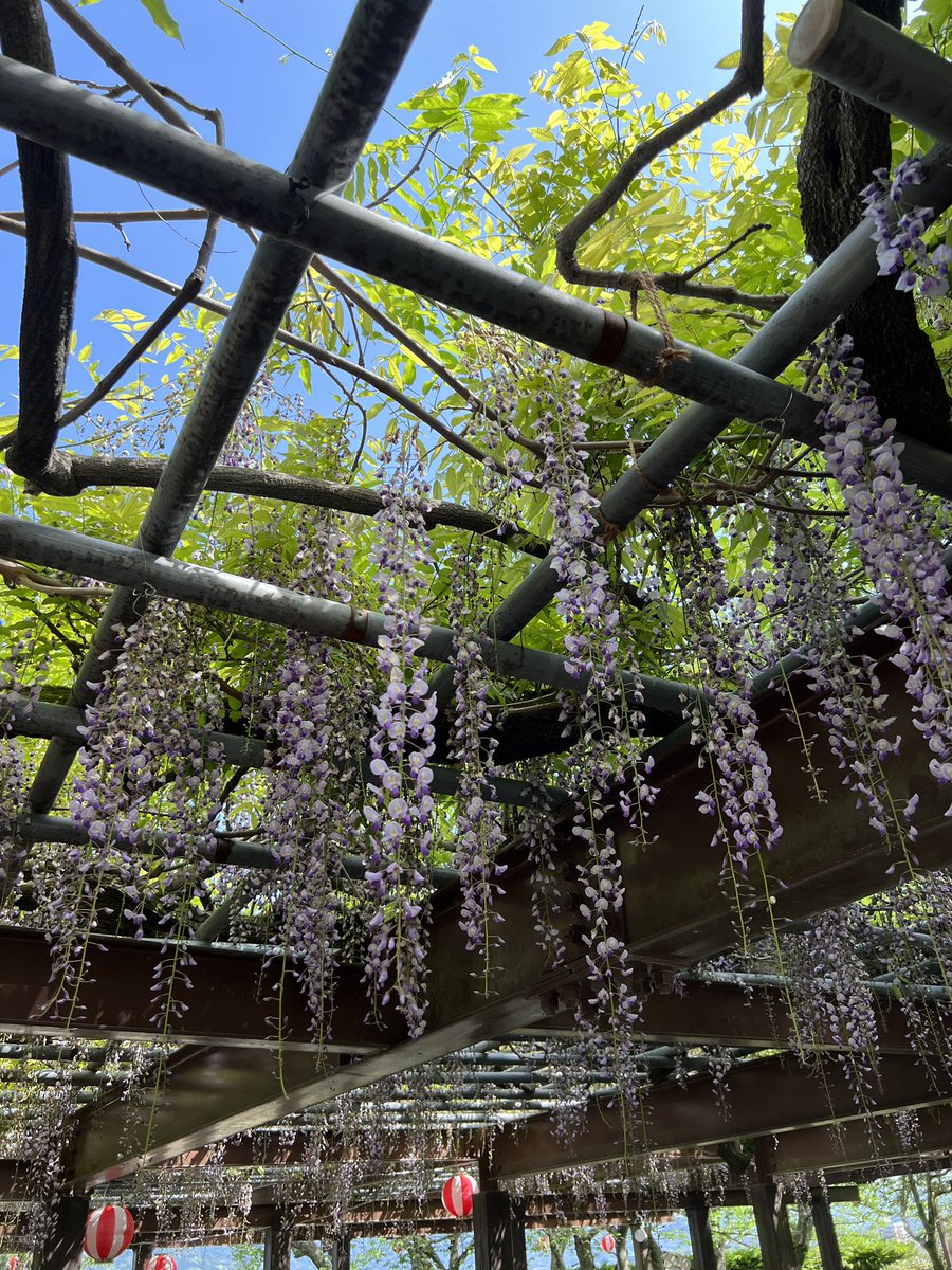 よろよろみまなん tweet media