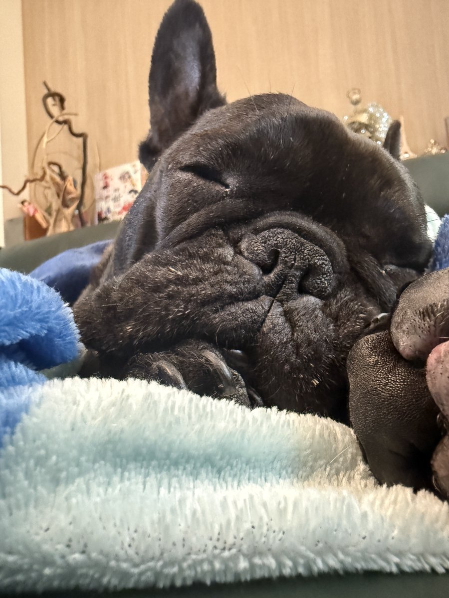 フレブルのとうふちゃん tweet media