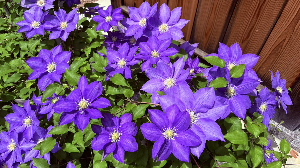 めいじん👓🍮🍰 tweet media