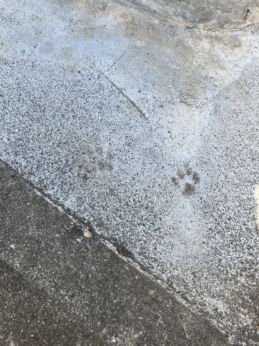 doanob1's tweet photo. 久々ログインしたからいいもの見せてあげるね　猫の足跡が残ったコンクリートだよ https://t.co/KMLZL4jmdk