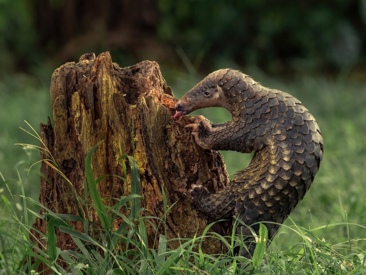 gdmorewood's tweet image. Good Morning from this certified bug inspector ❤️😎

A single pangolin can eat up to 70 million insects in a year!

[Credit: Tanto Yensen]

#StaySafe #SaturdayMorning #SaturdayMotivation