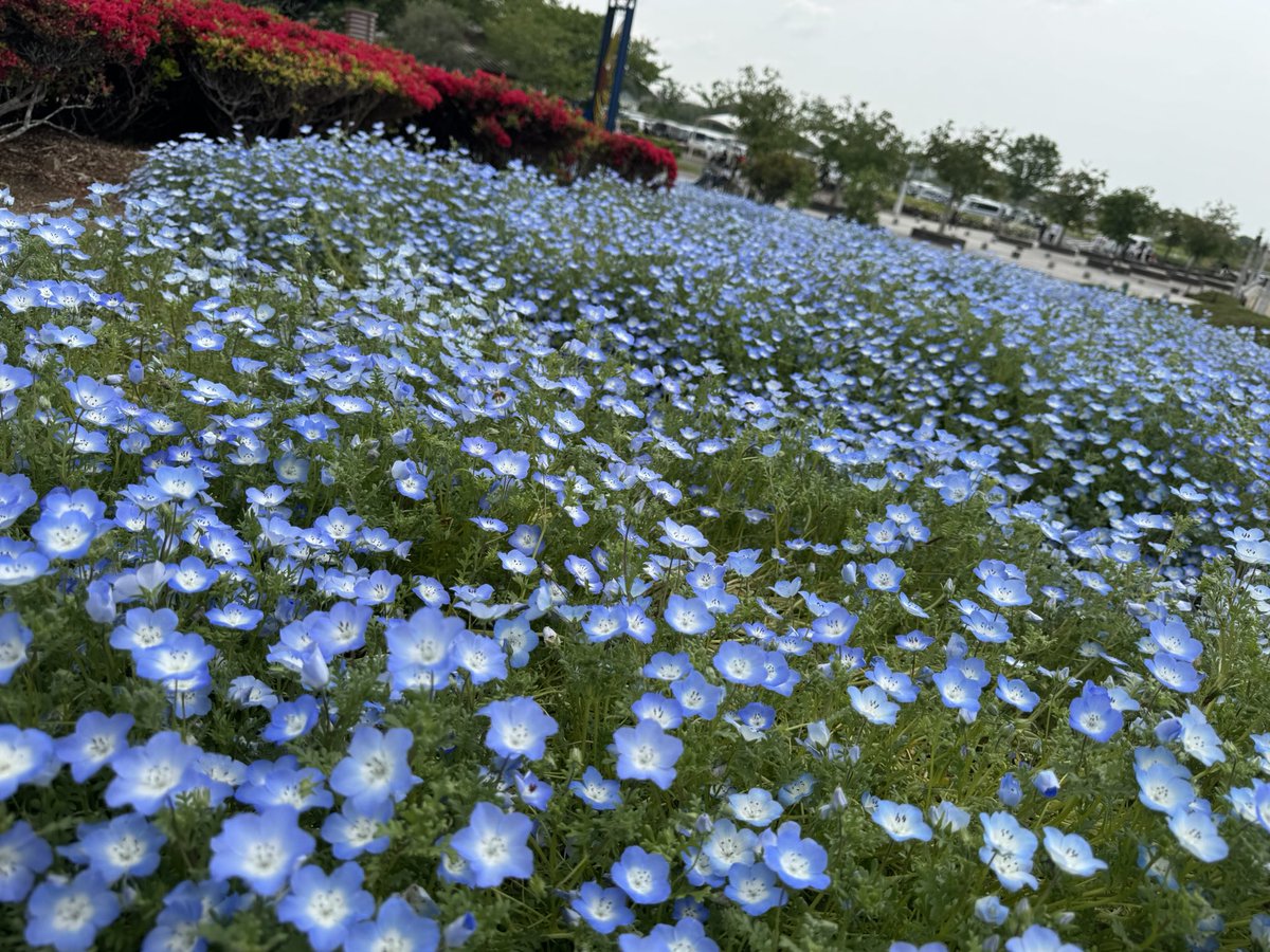 ピカピカママ tweet media