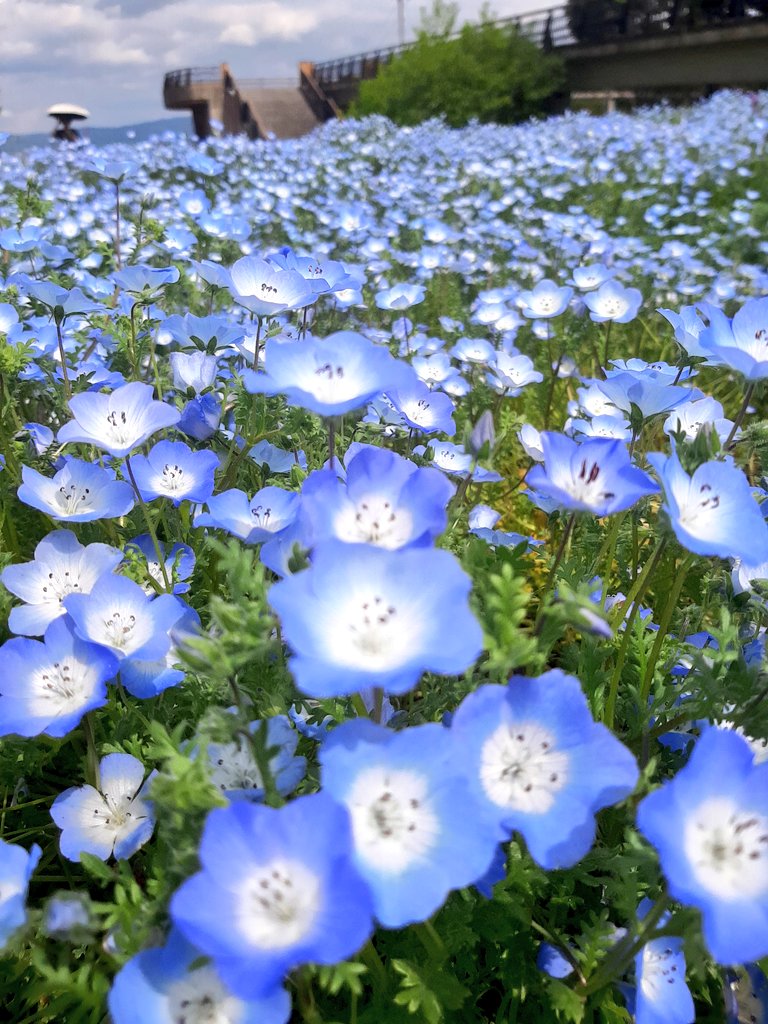 Tw_inaroid's tweet photo. #ネモフィラ🏍️💨
#NEMOPHILA も好き❗️👍 https://t.co/EcU0DAL22r