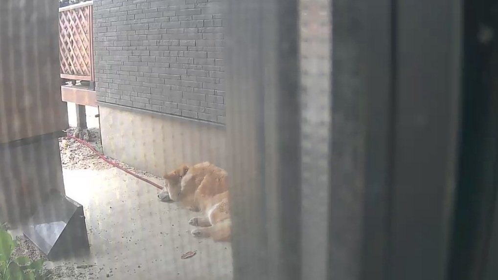 犬小屋から出てきてるね。君を確認。
うん、いつも通りね。