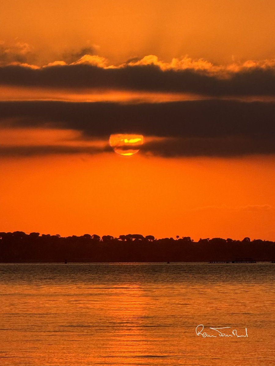 ReneTombarel's tweet image. Les beautés du jour #cannes #CotedAzurFrance @villecannes @Cannes_France