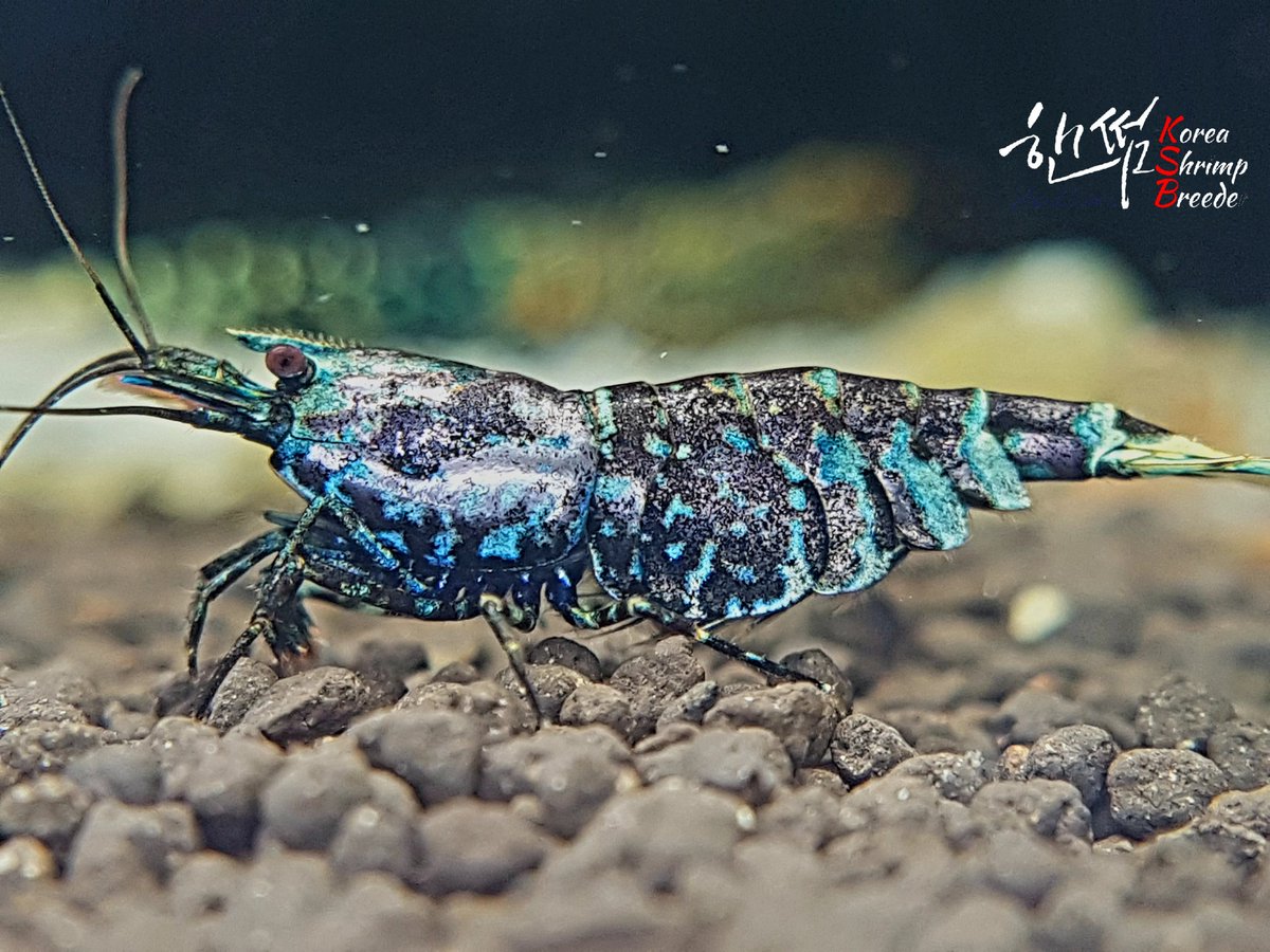 jangche48314155's tweet photo. Metallic Mint Purple Tiger
#shrimptank #caridina #oePurple #shrimpbreeding #shrimpbreeder #beeshrimp #shrimpaquarium #aquarium #aquariumplants #aquariumfish #aquariumtank #レッドビーシュリンプ #aquariumlife #akwarium #aquariums #fishtank #fishtanks #fishofinstagram #Hornet https://t.co/karLK8w23t
