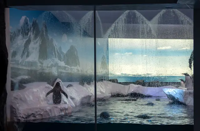 Cockatoo tweet media