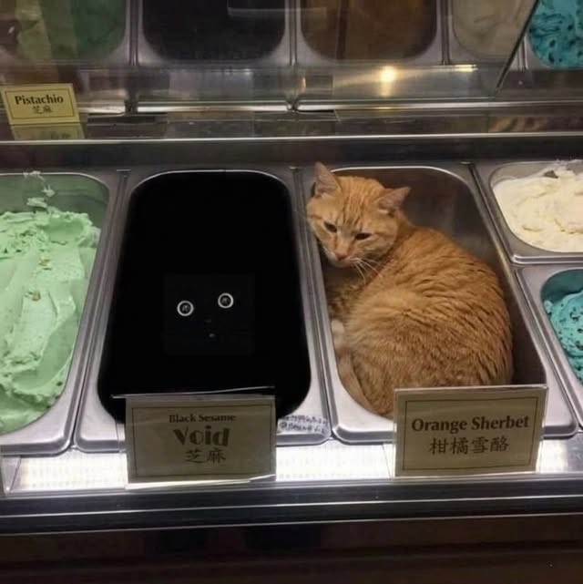 cats with powerful aura tweet media