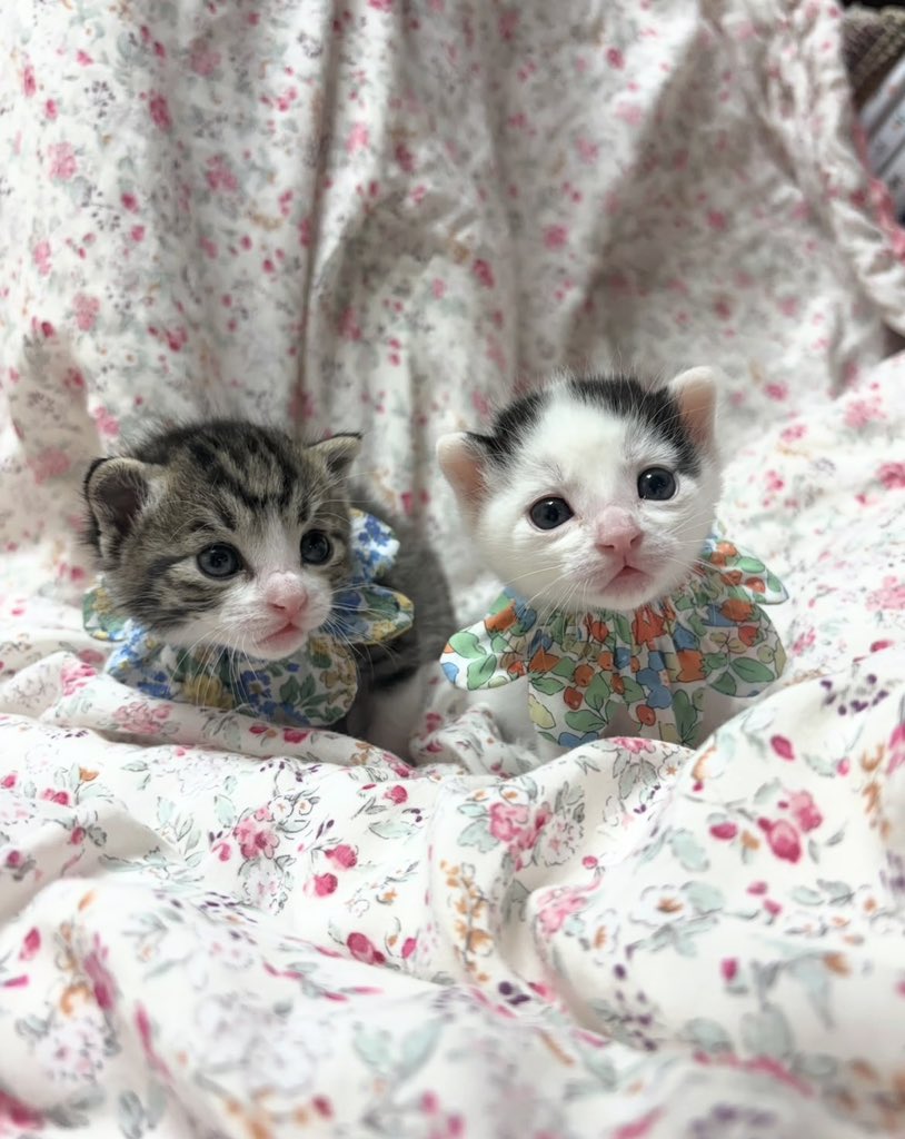 Amazing cats 😻 tweet media