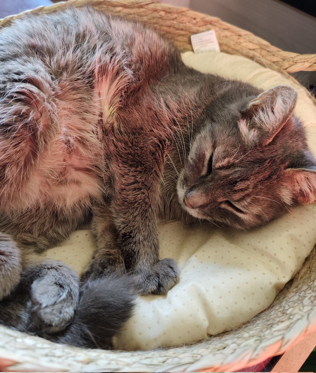 Лина <a href="/amane__v/">хвасони муль</a> у меня тут Ластик в лукошке.