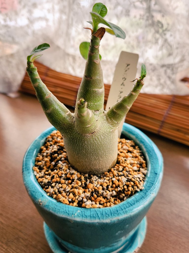 見てくれこのかわい子ちゃんを…